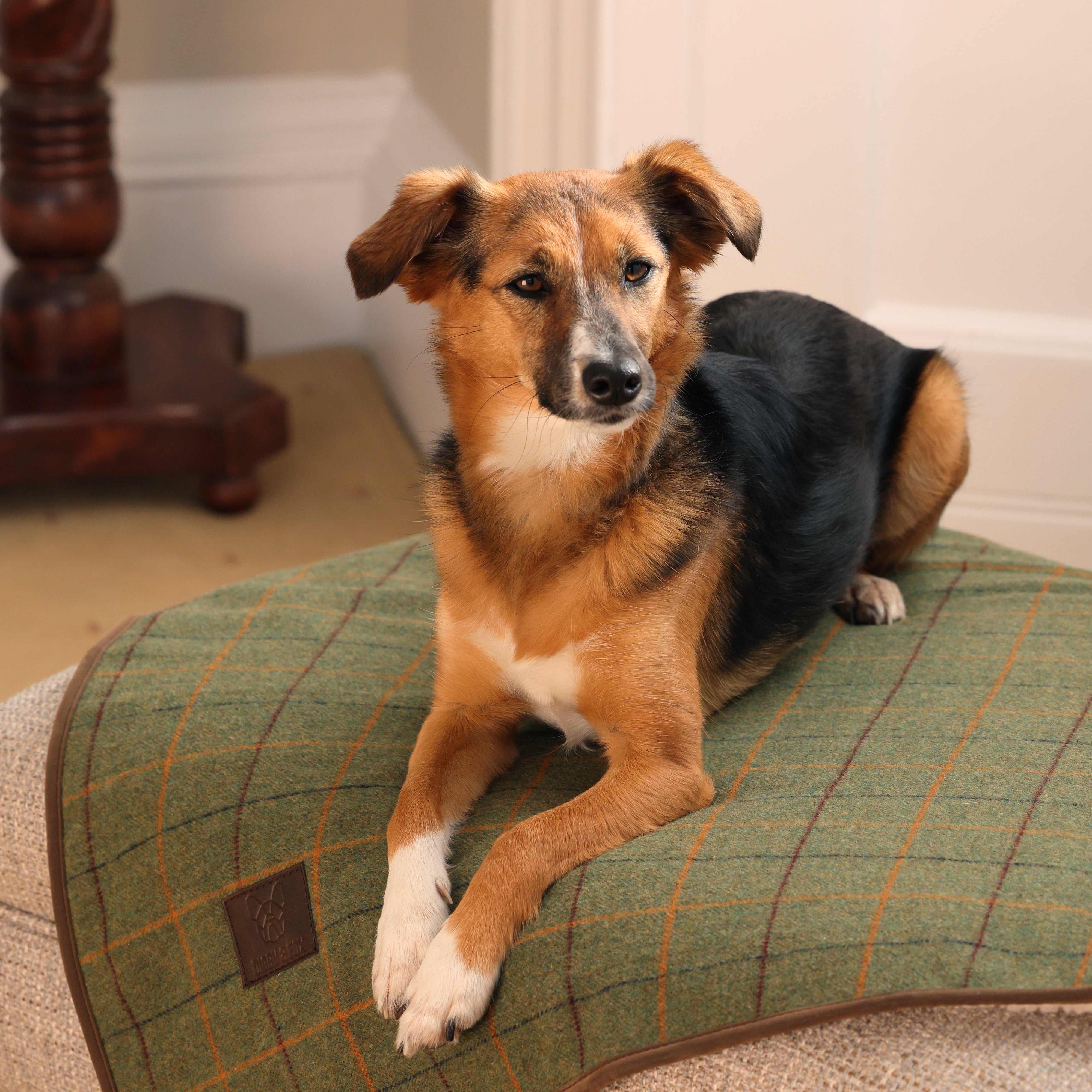 Burnt Orange Earthbound Dog Bed Flat Dog Beds And Cushions Store