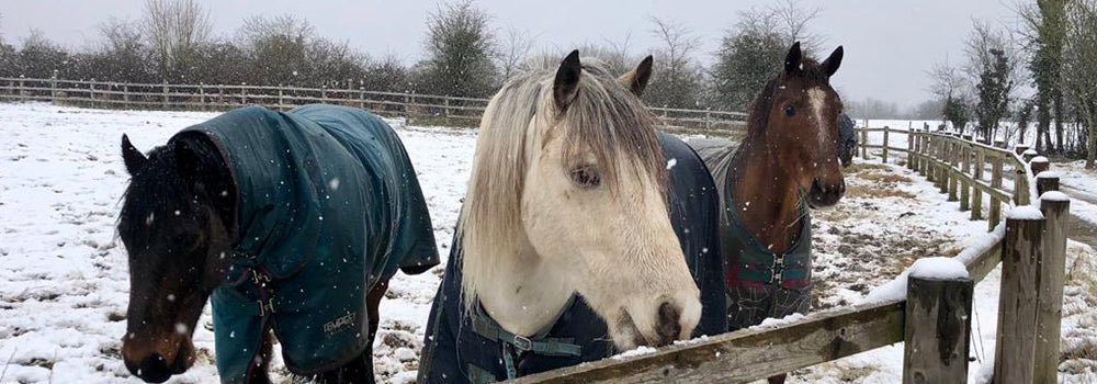Five Ways to Manage Winter Horse Health Care with HorseWorld
