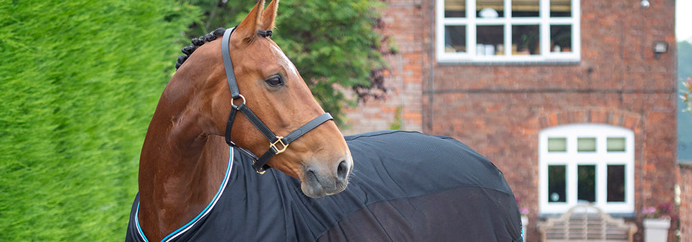 Training For Loading and Travelling: Expert Tips From HorseWorld