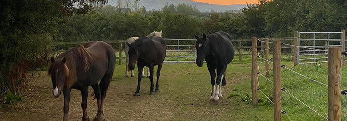 Horse Track Systems Explained with HorseWorld