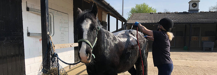 HorseWorld’s Hot Weather Guide For Horse Owners