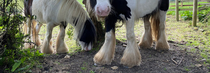 5 Ways To Manage Feathered Horse Legs  with HorseWorld