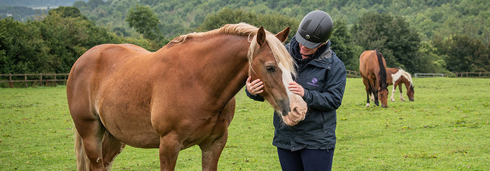 HorseWorld’s Guide To Helping A Horse Settle Into A New Home