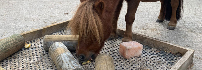 HorseWorld’s Guide To Enriching The Environment For Stabled Horses