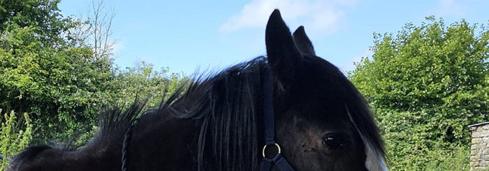 Recognising Pain and Stress in Horses with HorseWorld