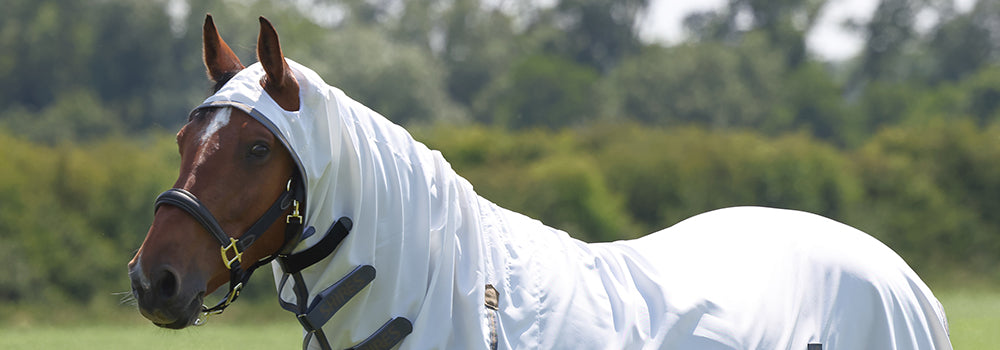 How To Manage Sweet Itch in Horses with HorseWorld