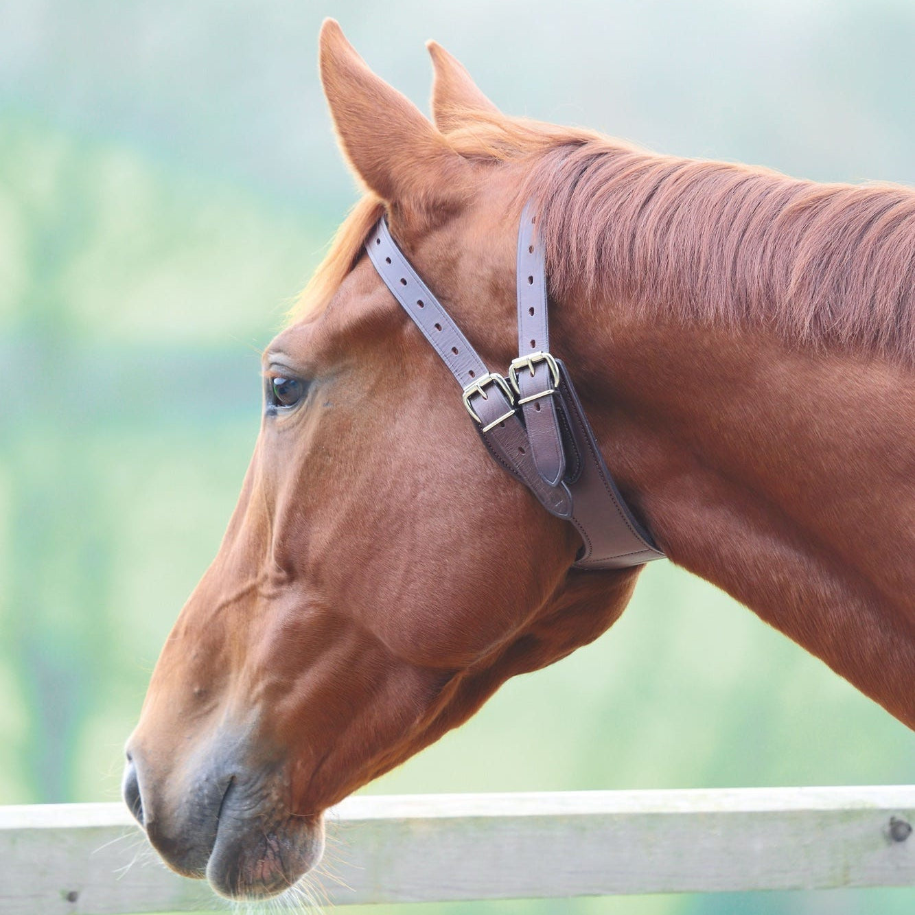 DOGtrace - Collare da dressage D-Control Easy DOGtrace - Collare da dressage D-Control Easy