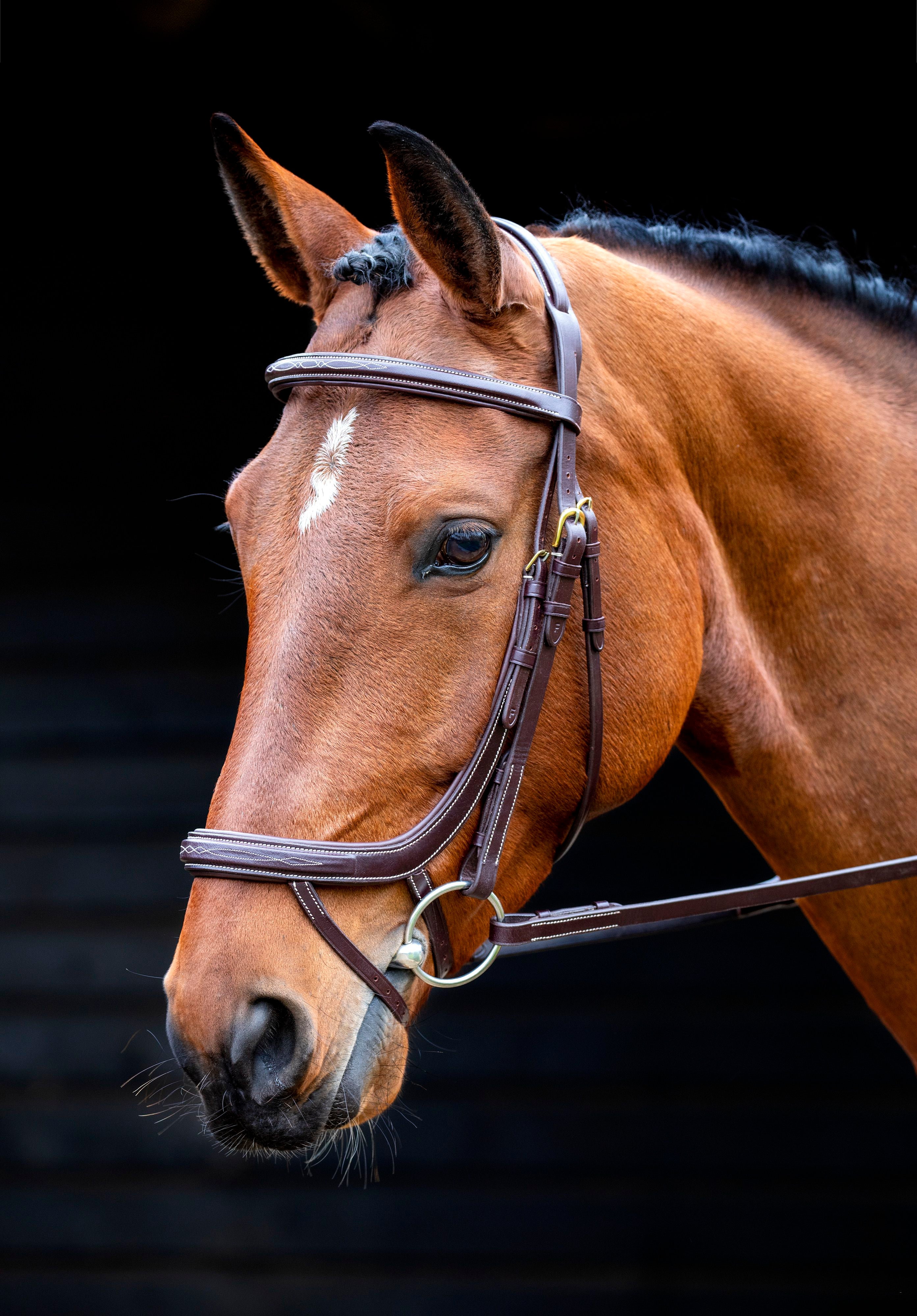 Salisbury Buckingham Bridle