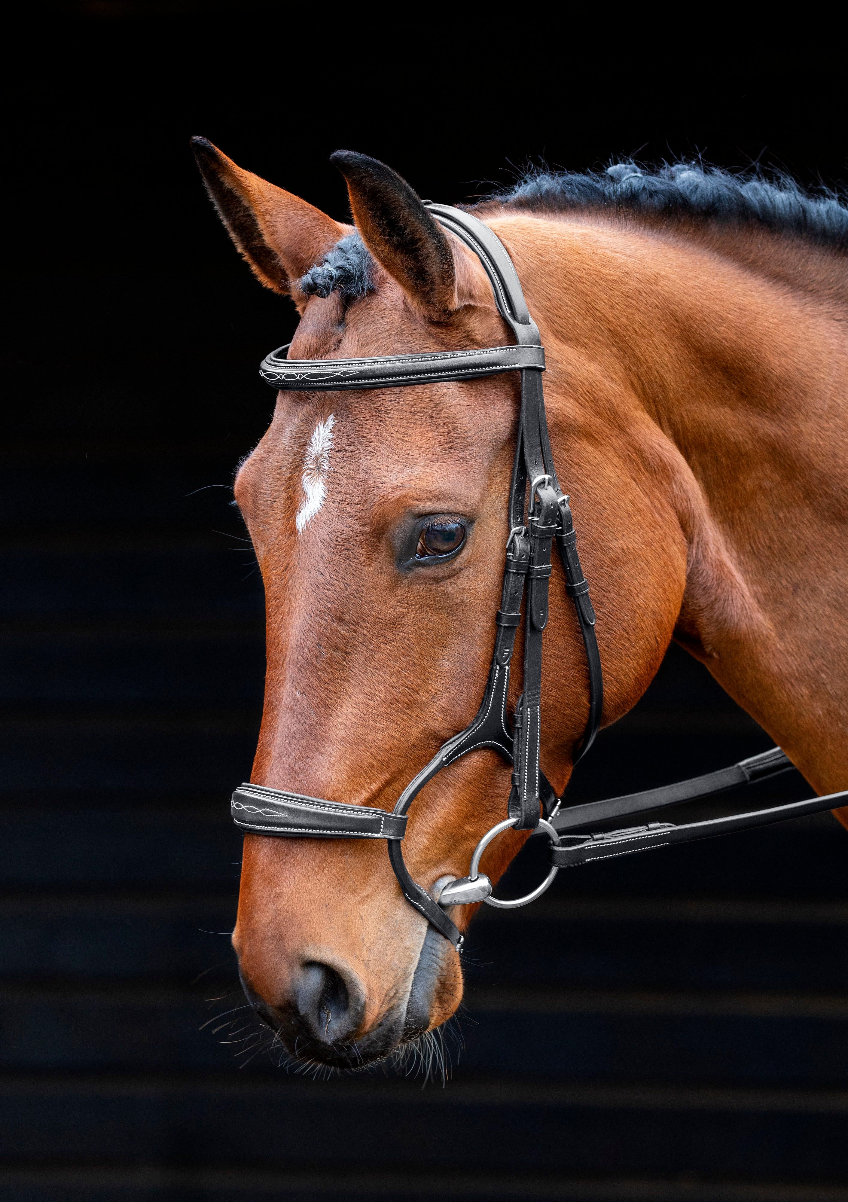 Salisbury Brampton Bridle