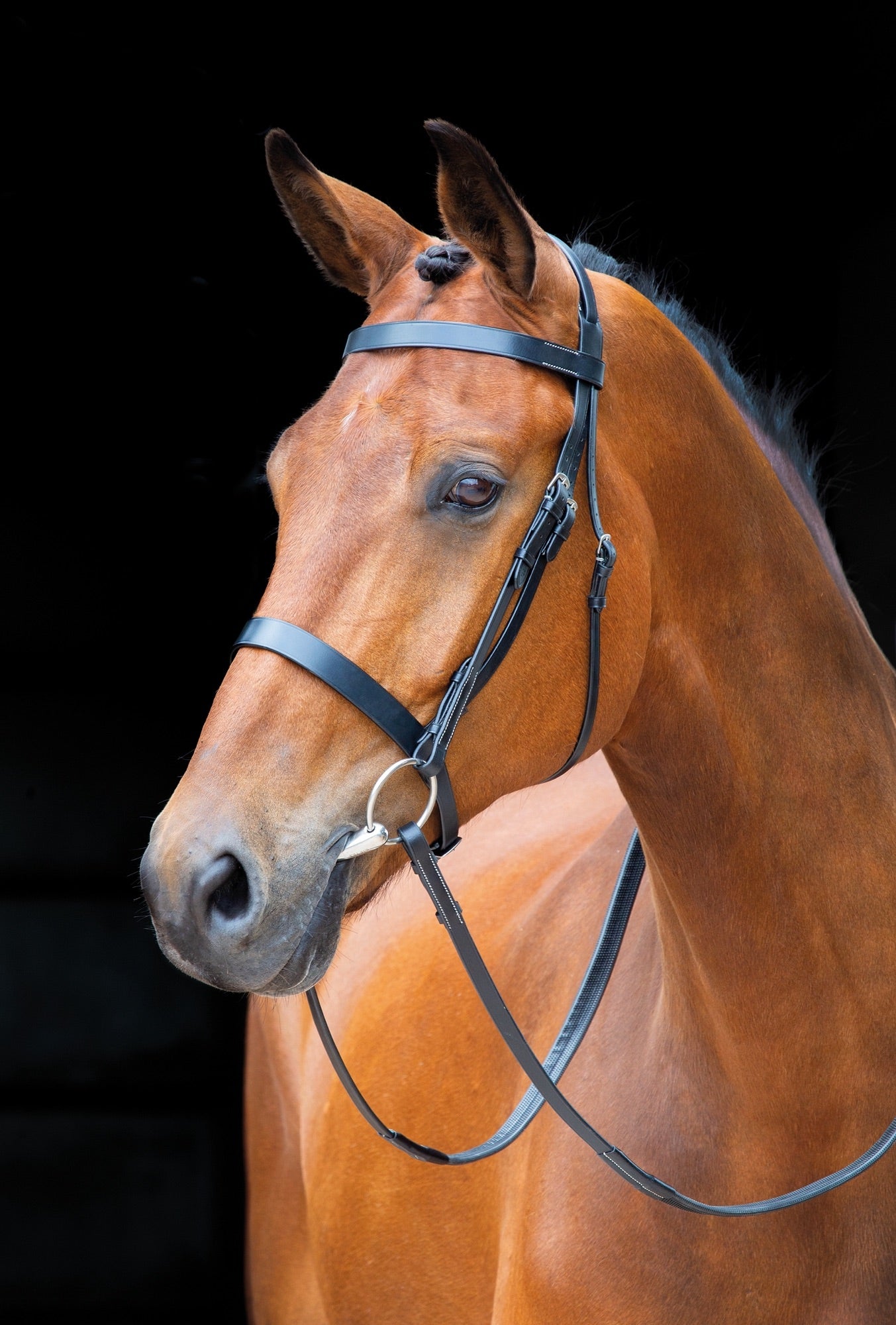 Salisbury Berrington Bridle