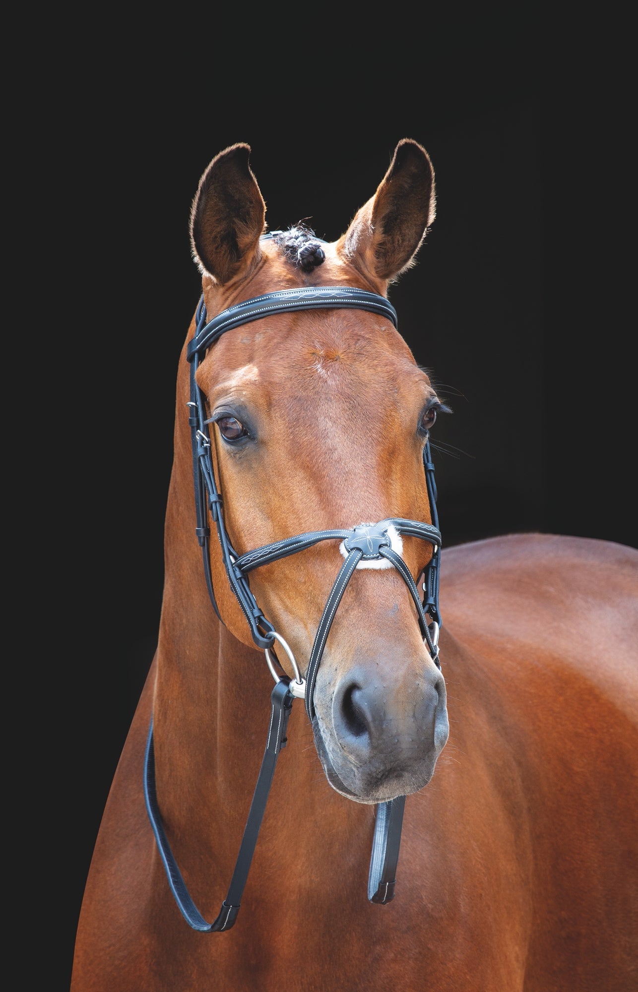 Salisbury Brackley Bridle