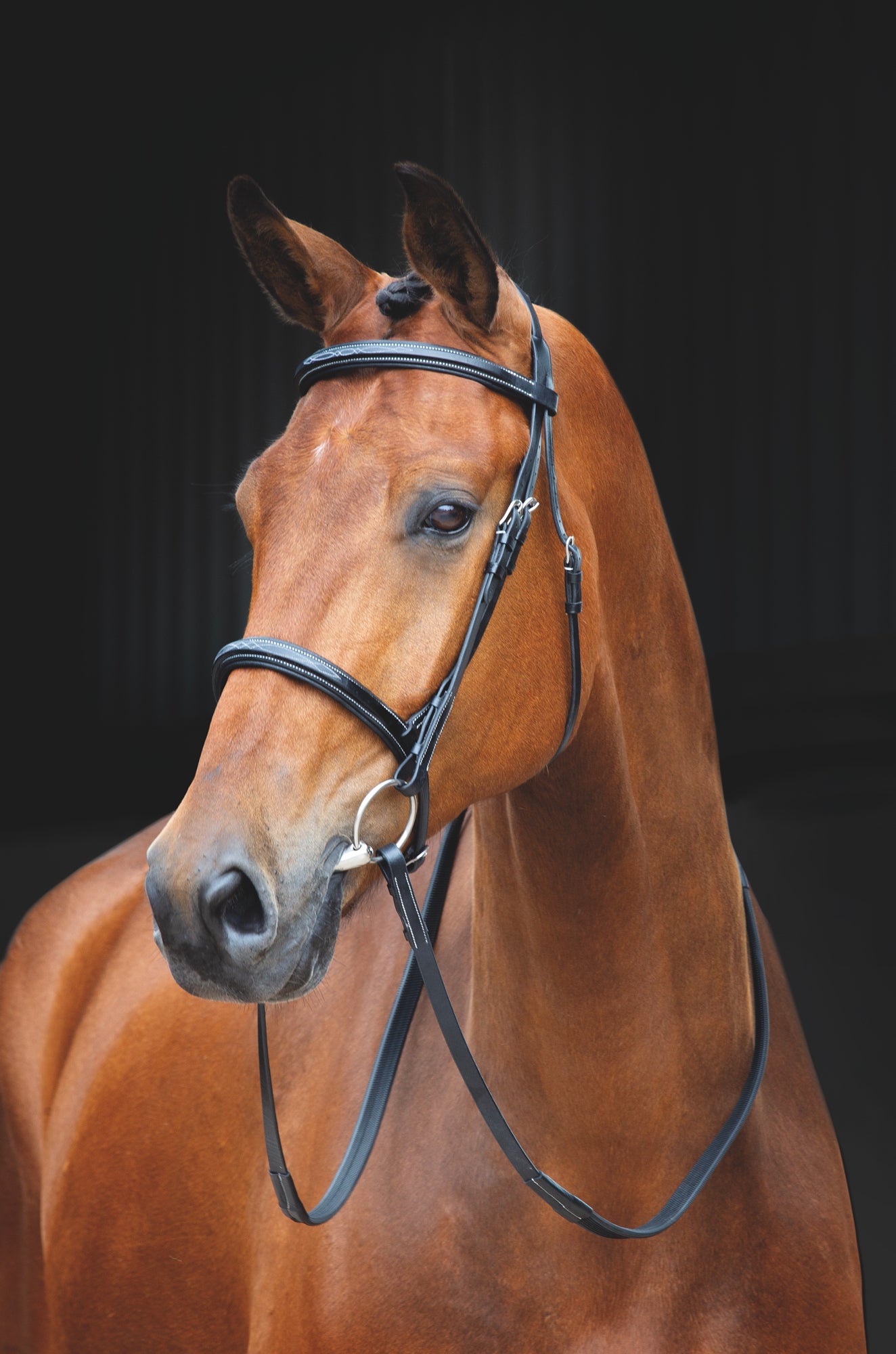 Salisbury Fairford Bridle