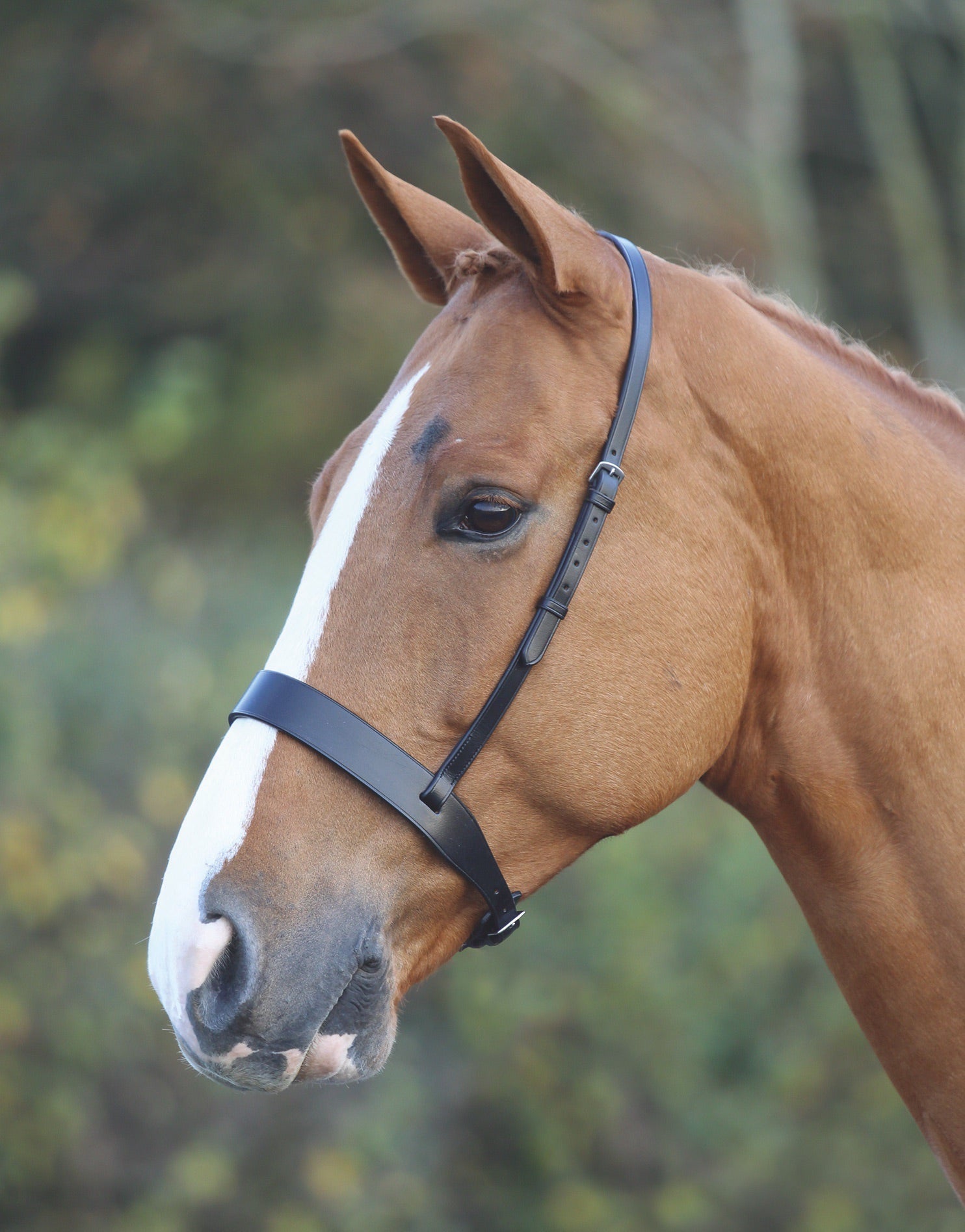 Shires Velociti Rapida Dressage Flash Noseband (Cob, Havana Shires Velociti Rapida Dressage Flash Noseband (Cob, Havana