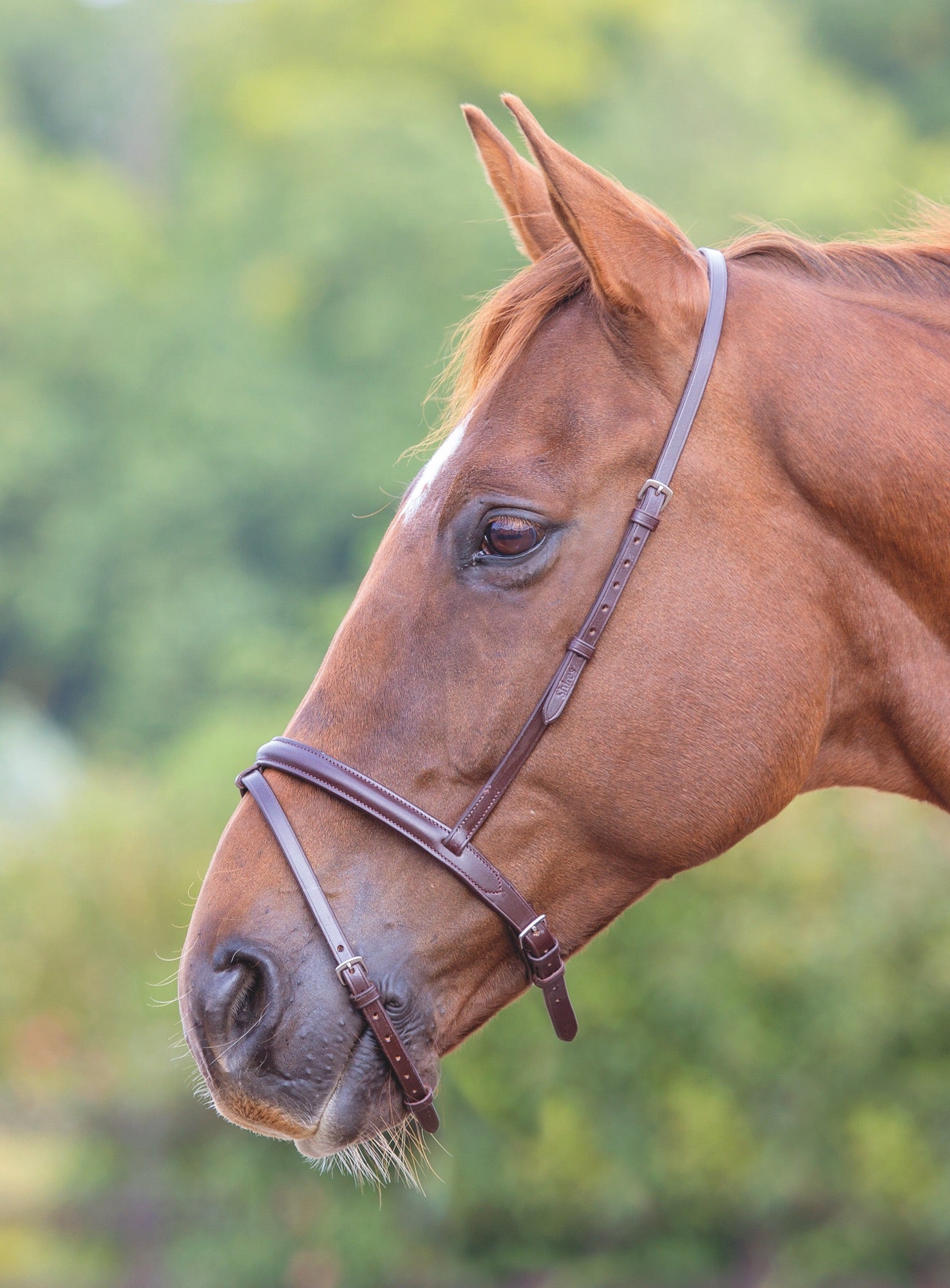 Velociti GARA Flash Noseband