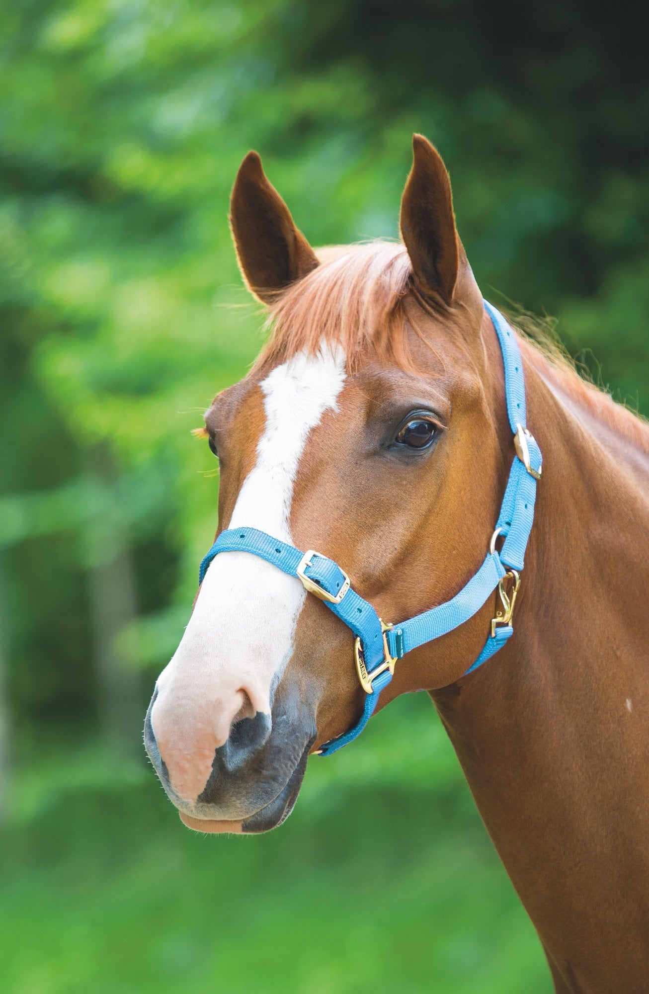 Adjustable Headcollar