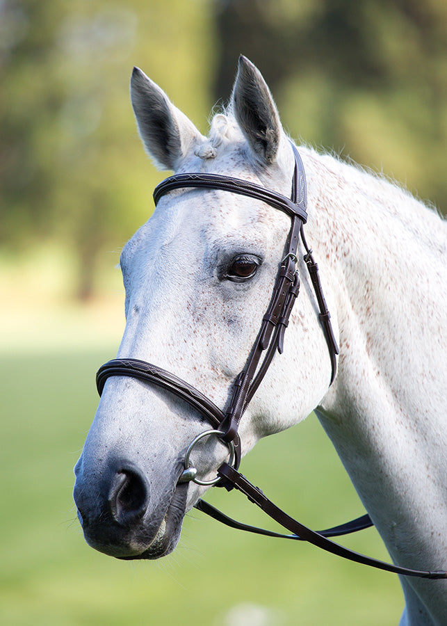 Avignon Raised Cavesson Bridle