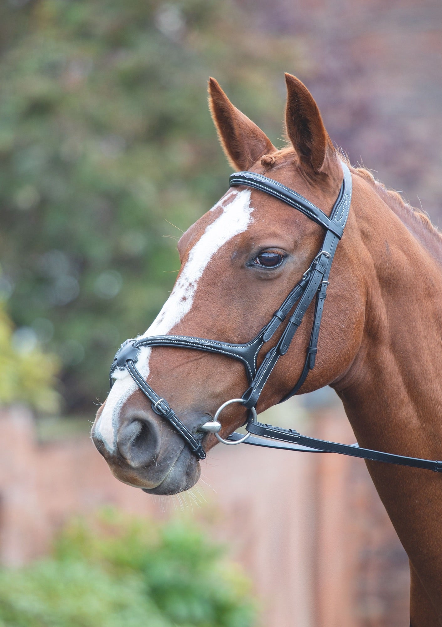 Avignon Grackle Bridle