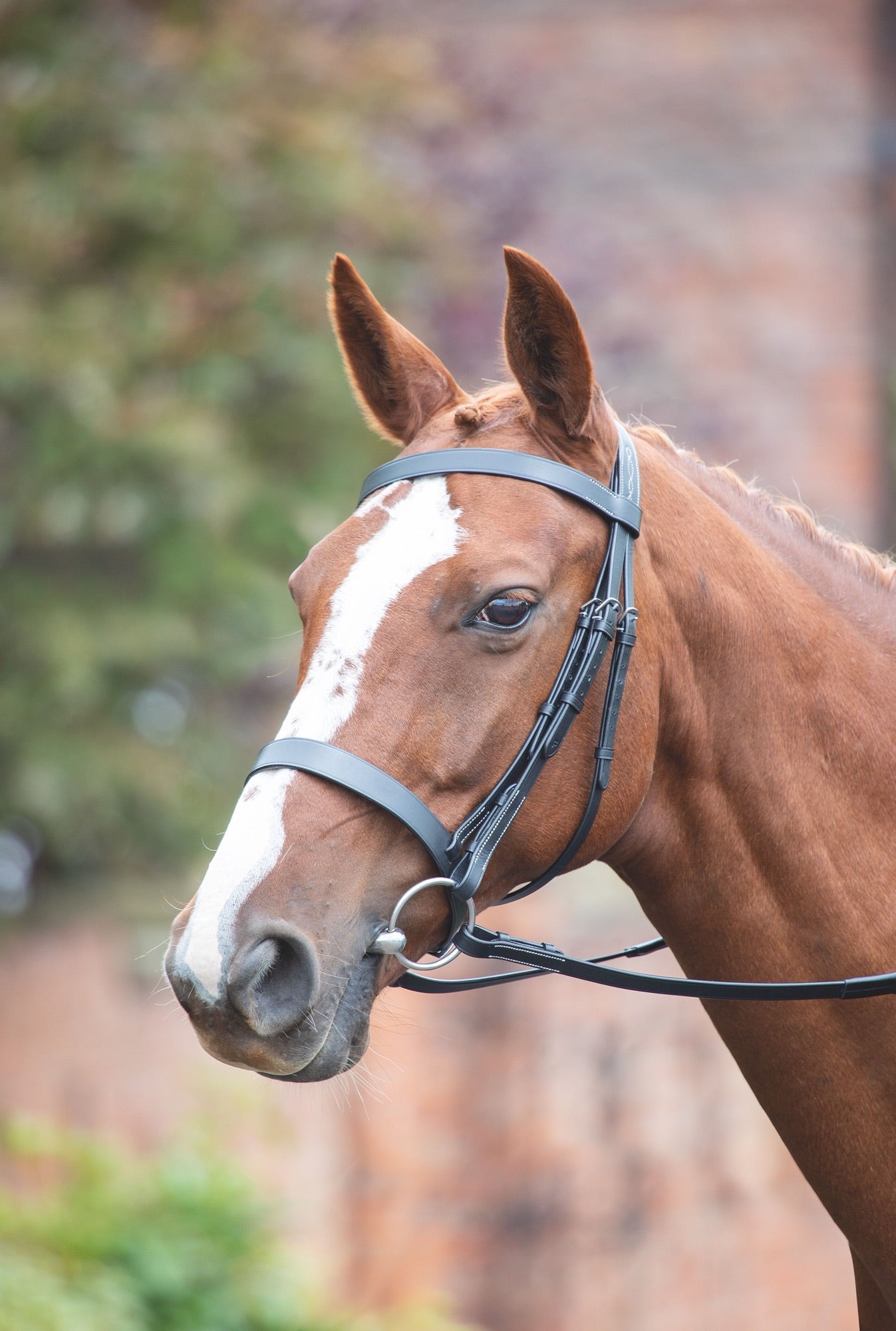 Avignon Hunter Cavesson Bridle