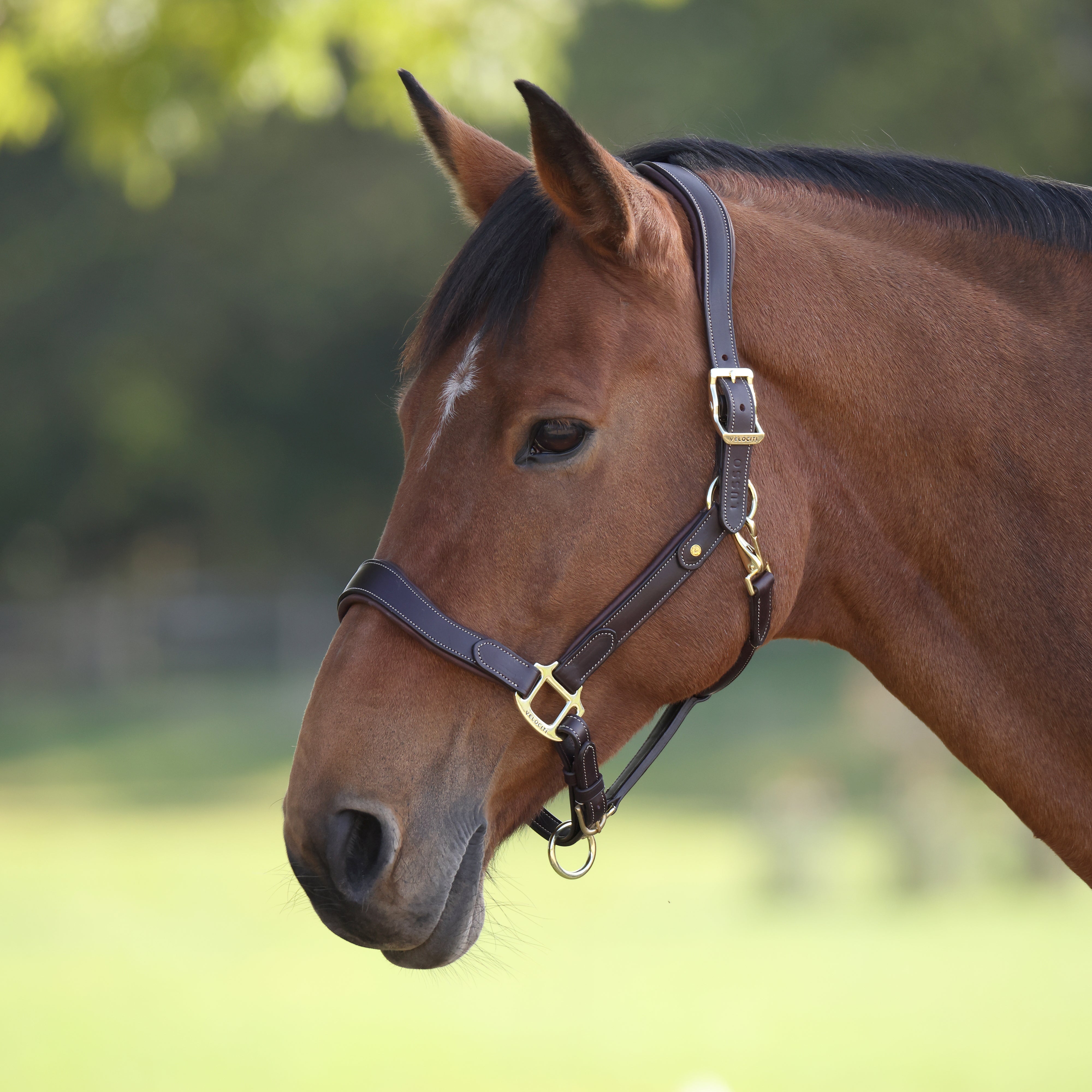 Velociti Lusso Lorca Leather Headcollar