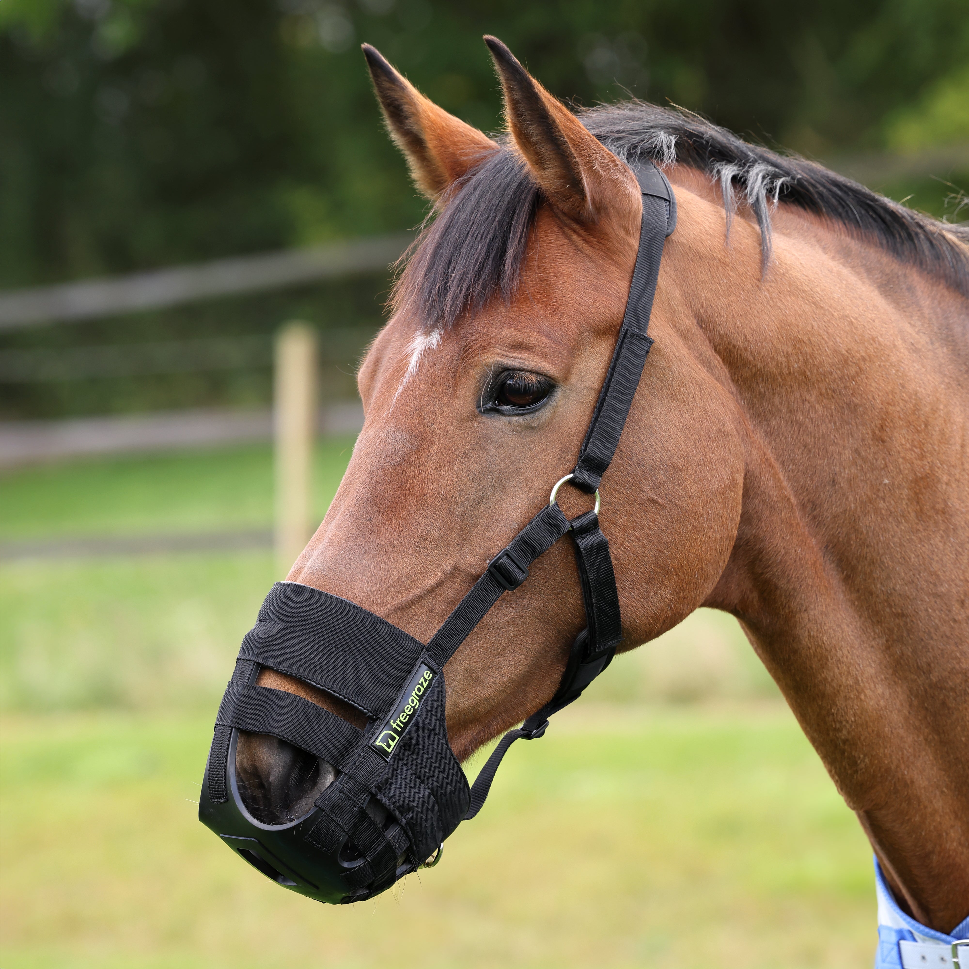 FreeGraze Comfort Grazing Muzzle