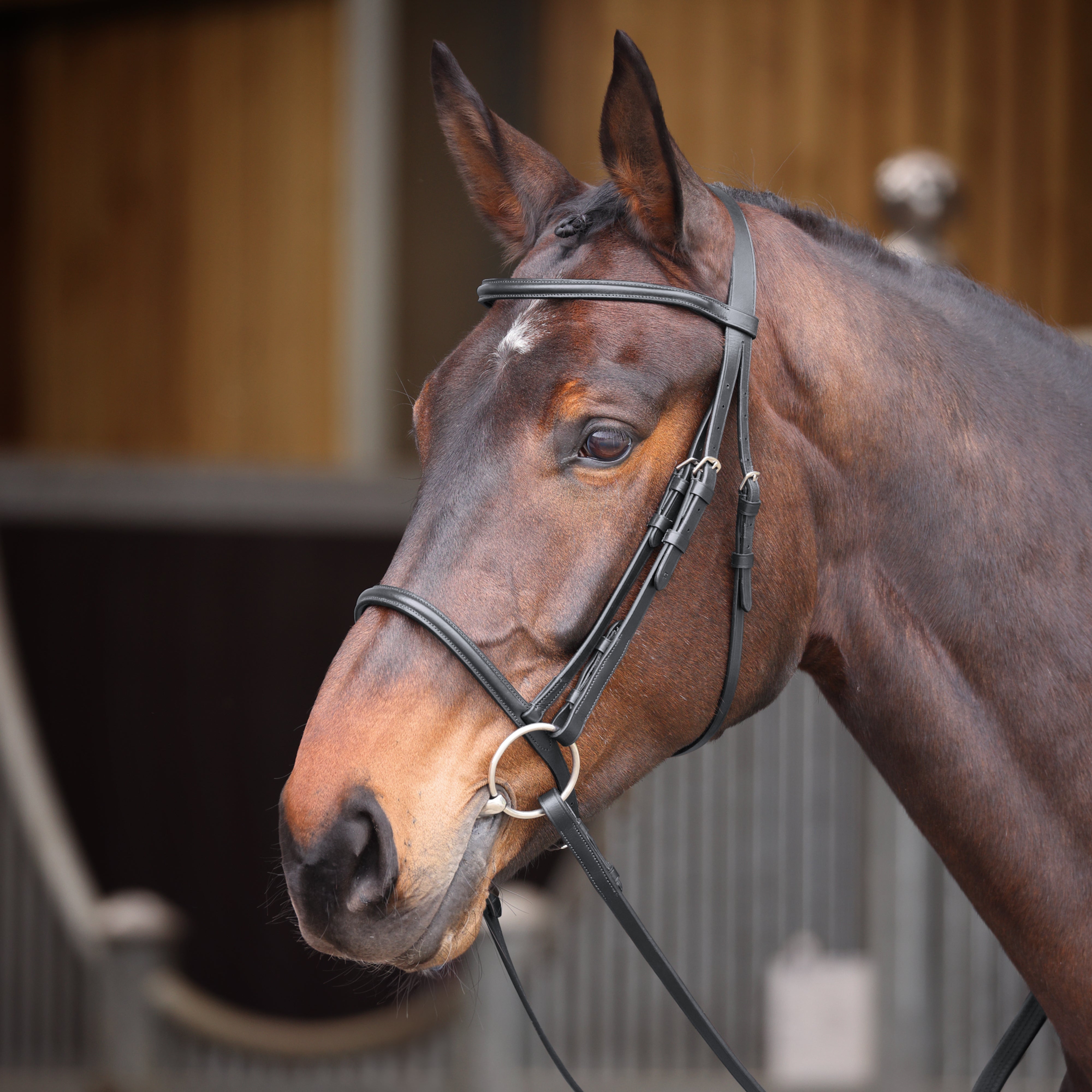 Velociti GARA Raised Cavesson Bridle