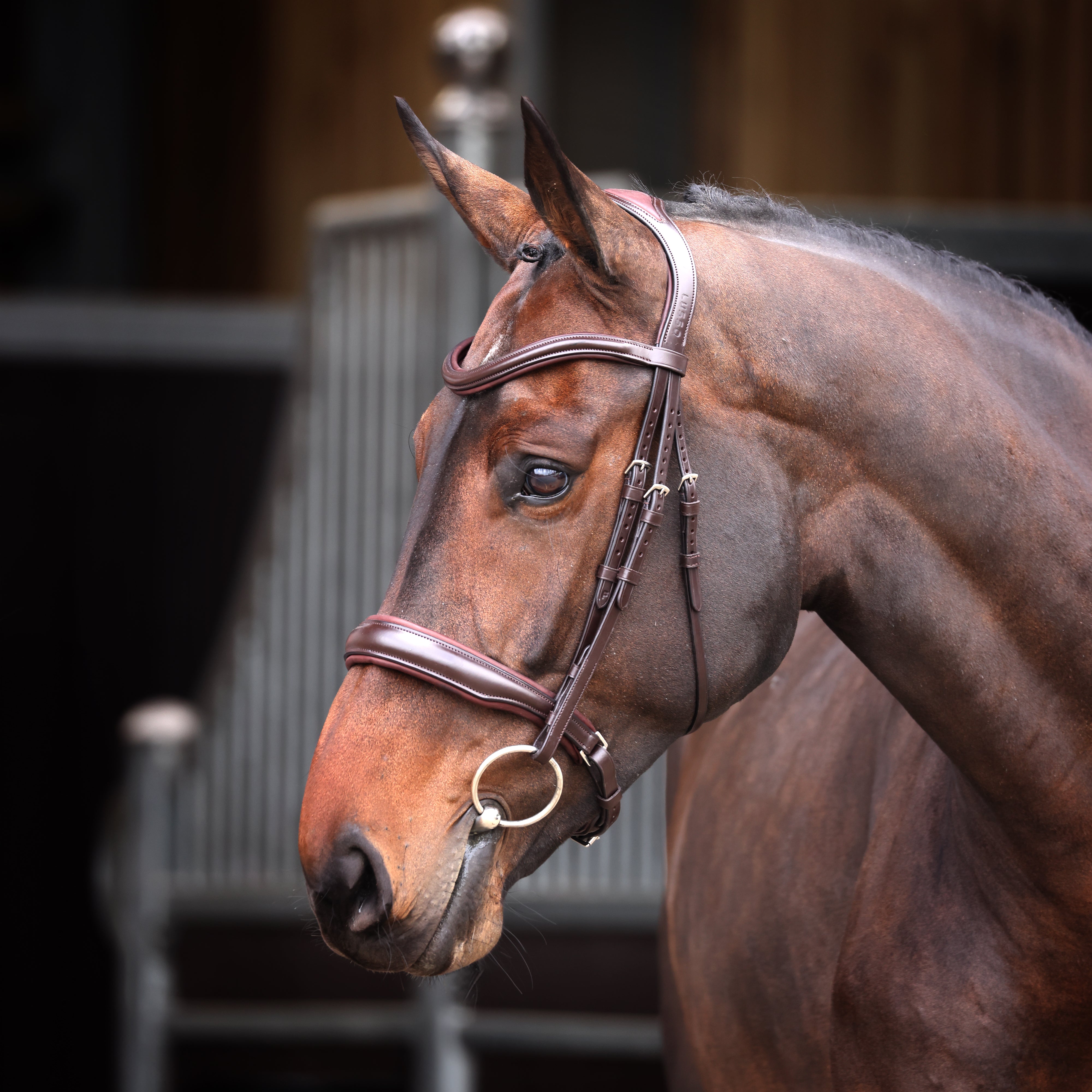 Velociti Lusso Elite Padded Cavesson Bridle