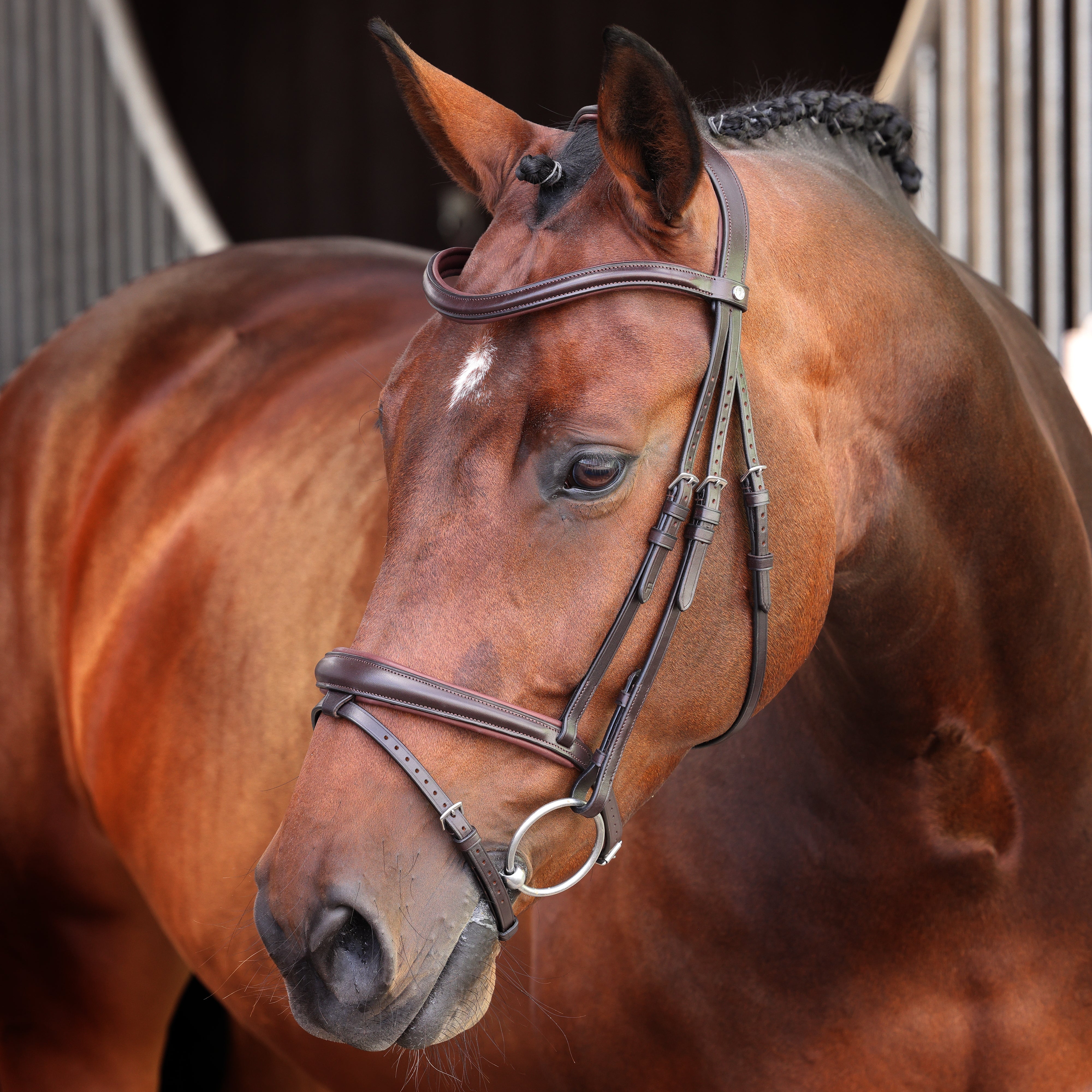 Velociti LUSSO Elite Padded Raised Flash Bridle
