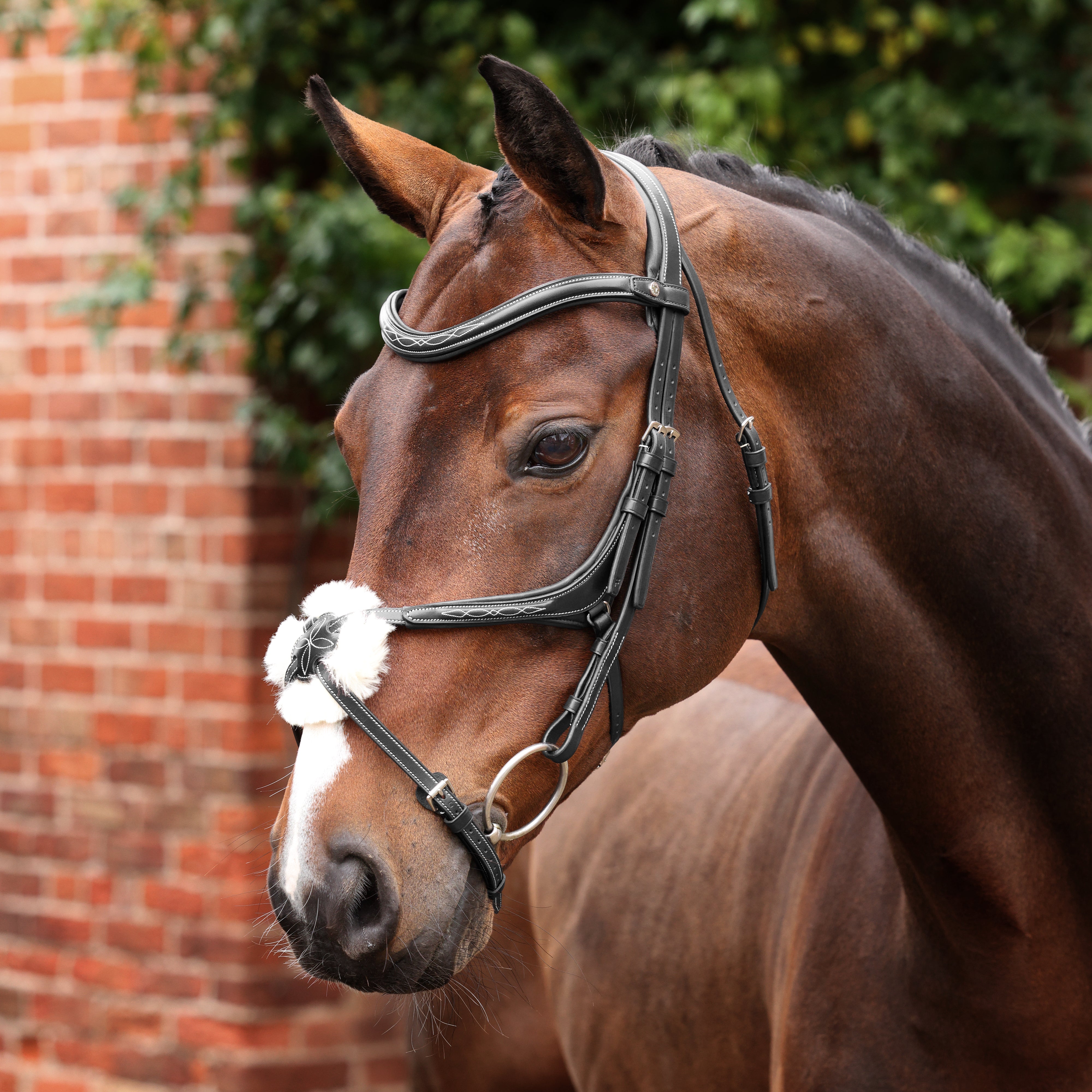 Velociti LUSSO Opus 180M Grackle Bridle