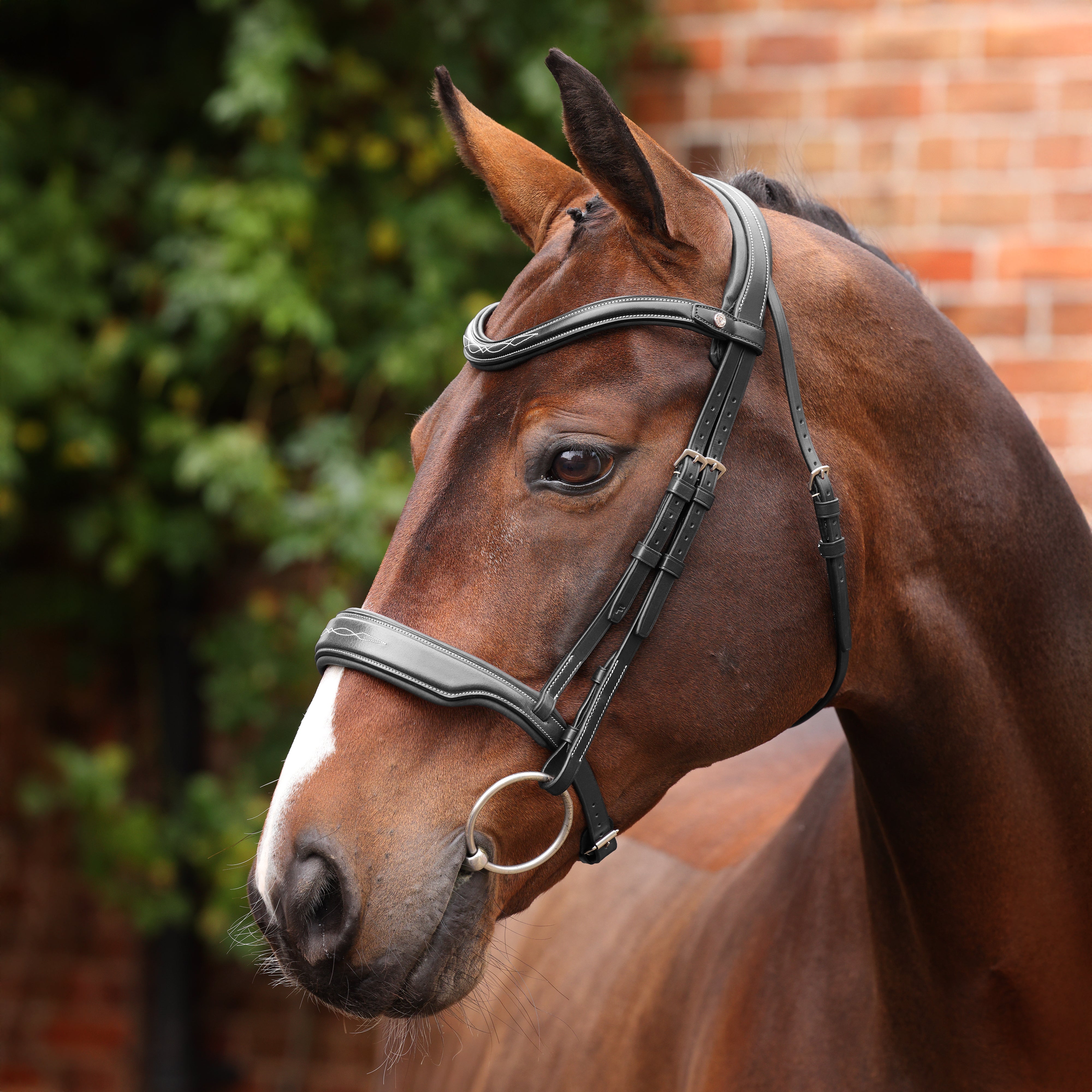 Velociti LUSSO Opus 180M Dressage Cavesson Bridle