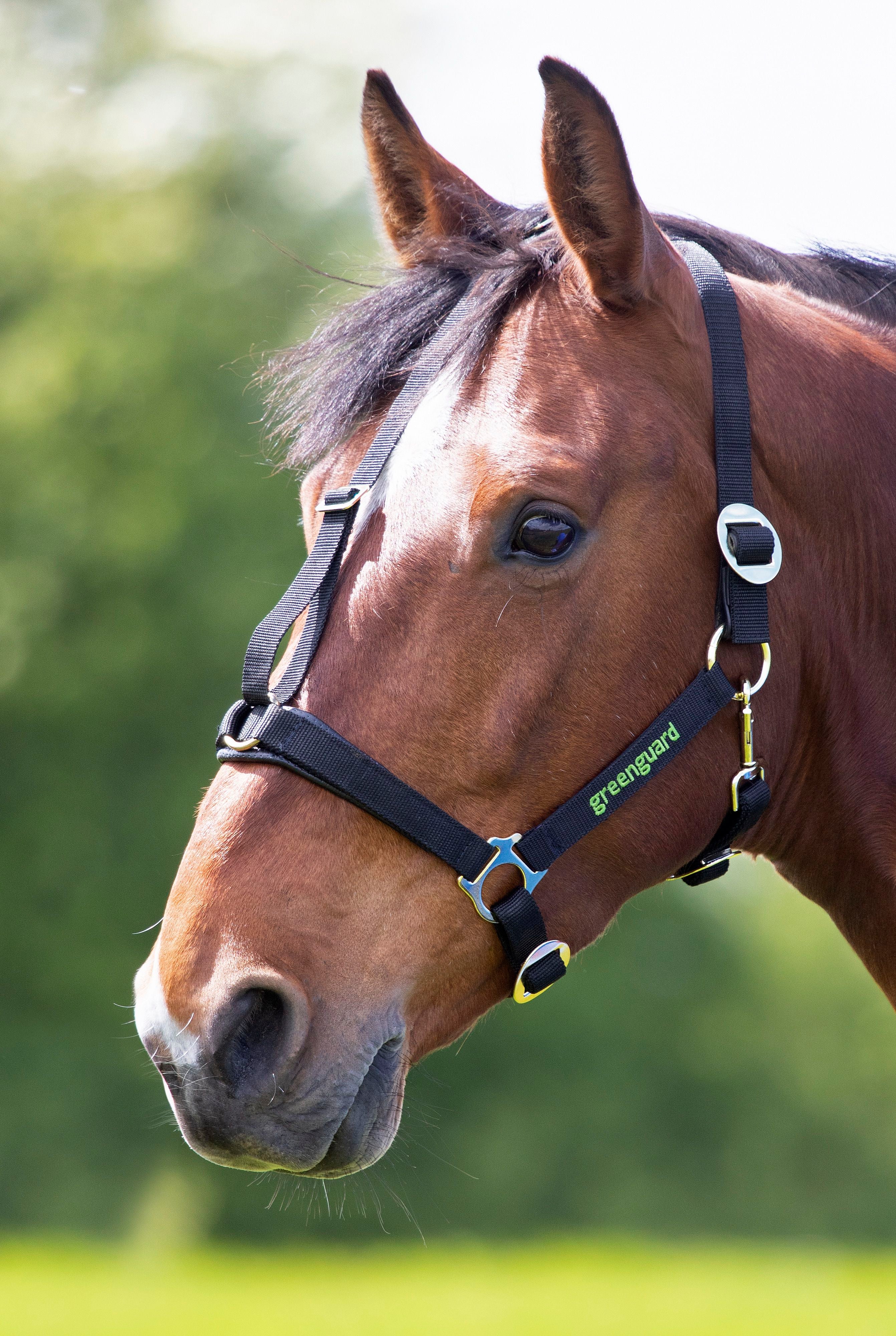 Greenguard Headcollar