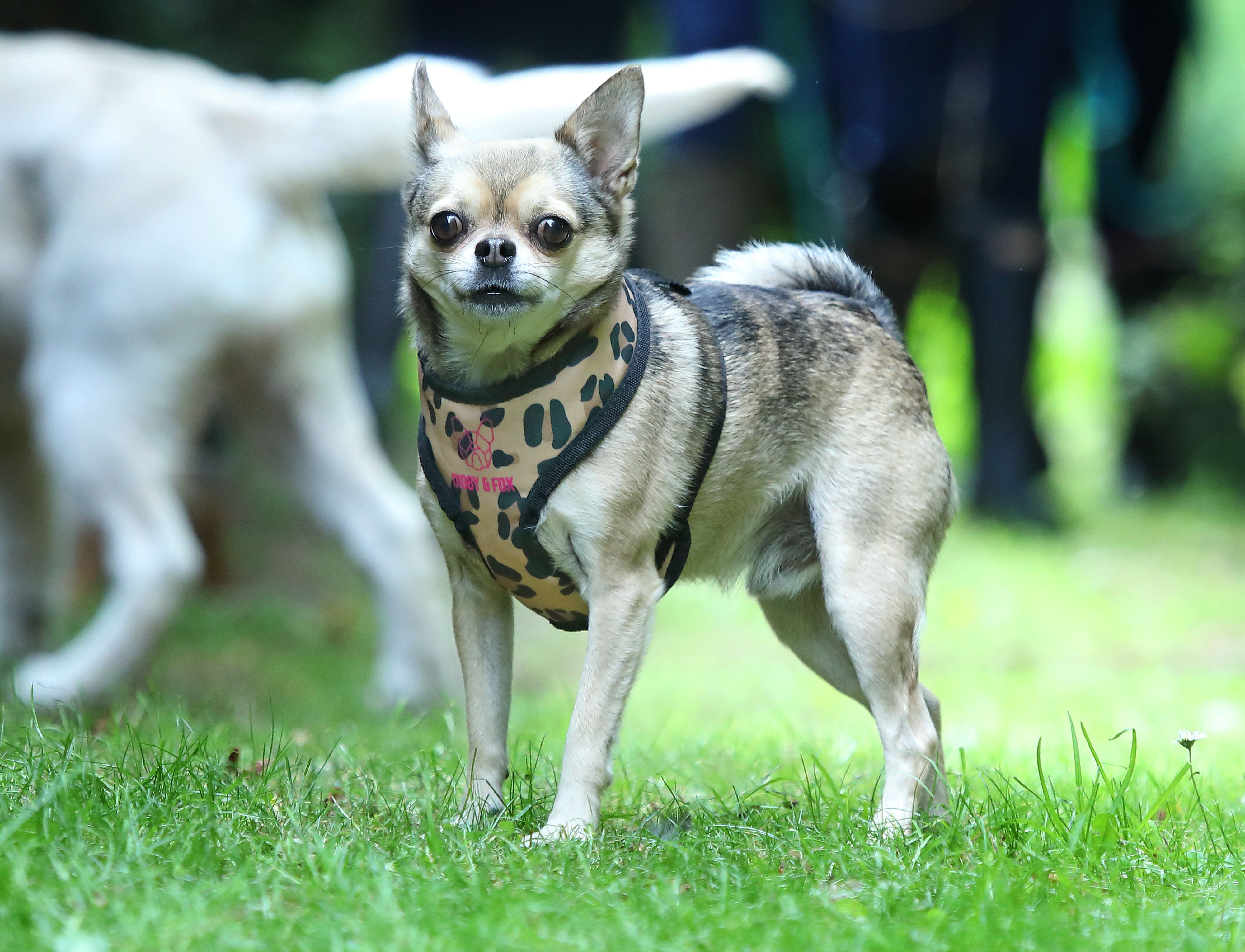 Digby & Fox Leopard Print Harness