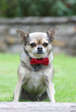 Digby & Fox Bow Tie