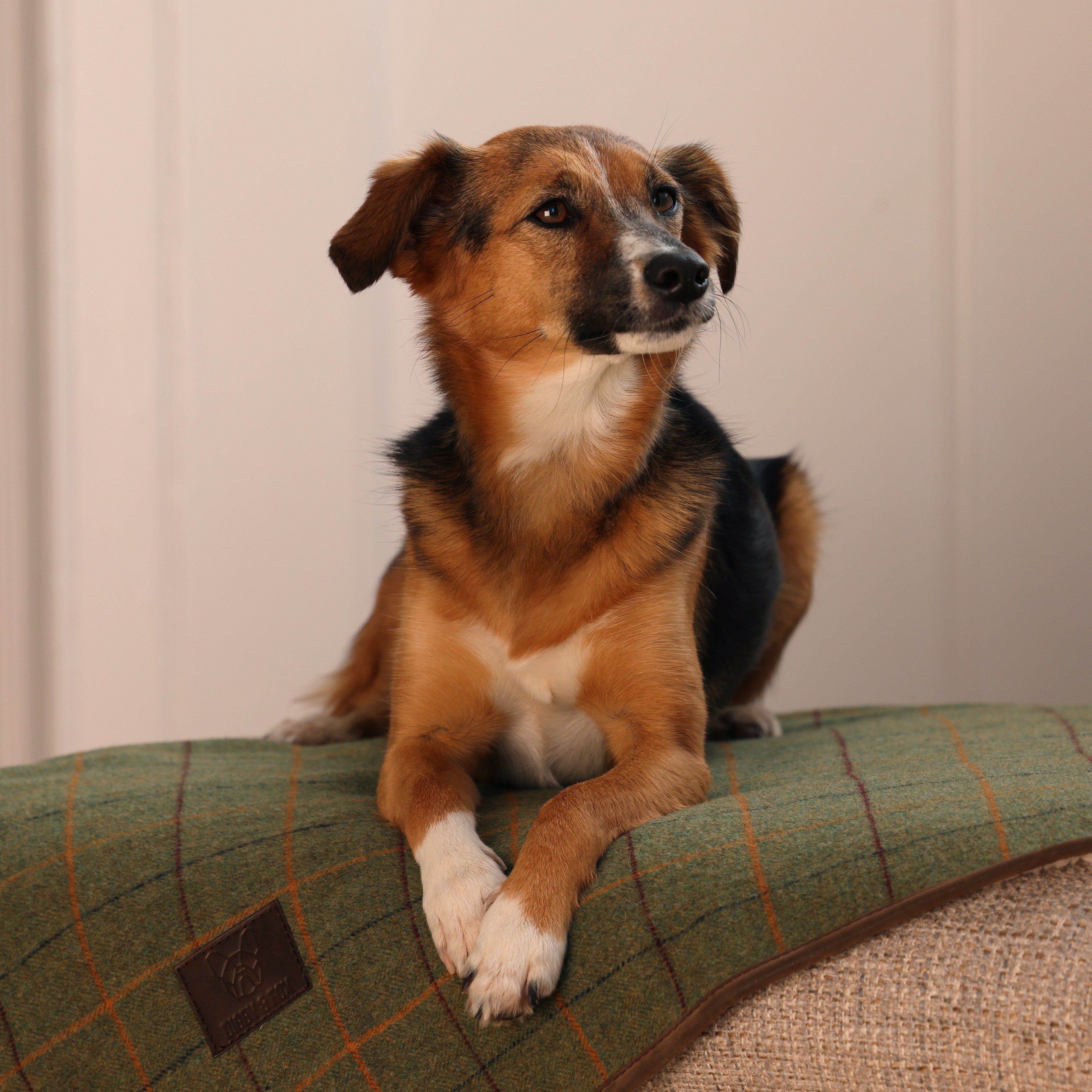 Digby & Fox Tweed Blanket