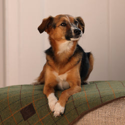 Digby & Fox Tweed Blanket