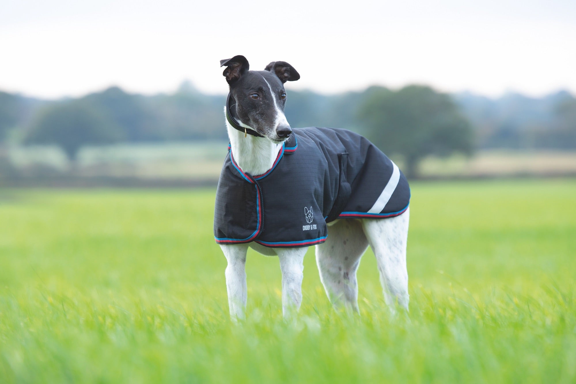 Digby & Fox Waterproof Greyhound Coat