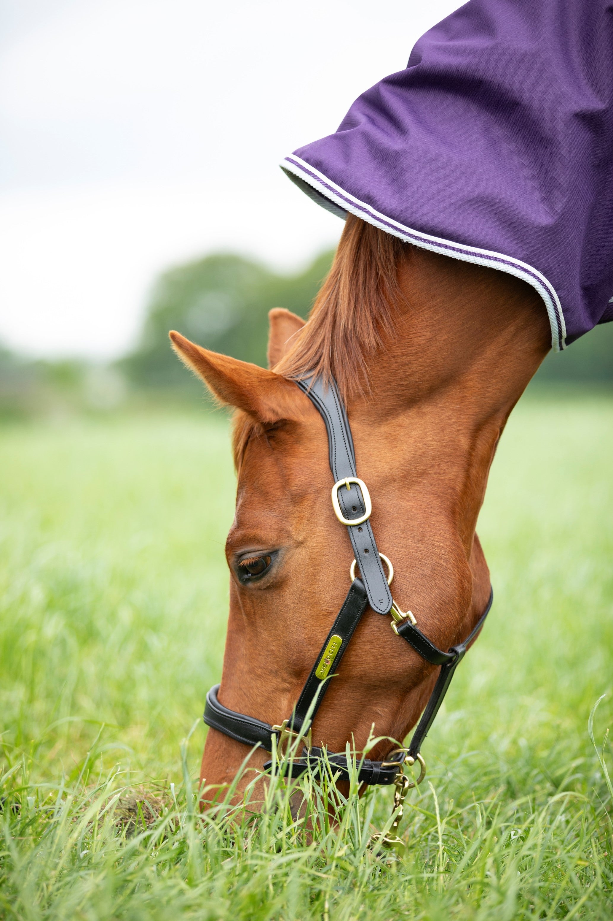 Highlander Original 100 Turnout Rug